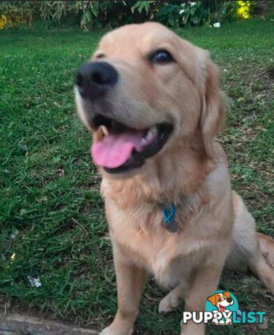 Golden Retriever