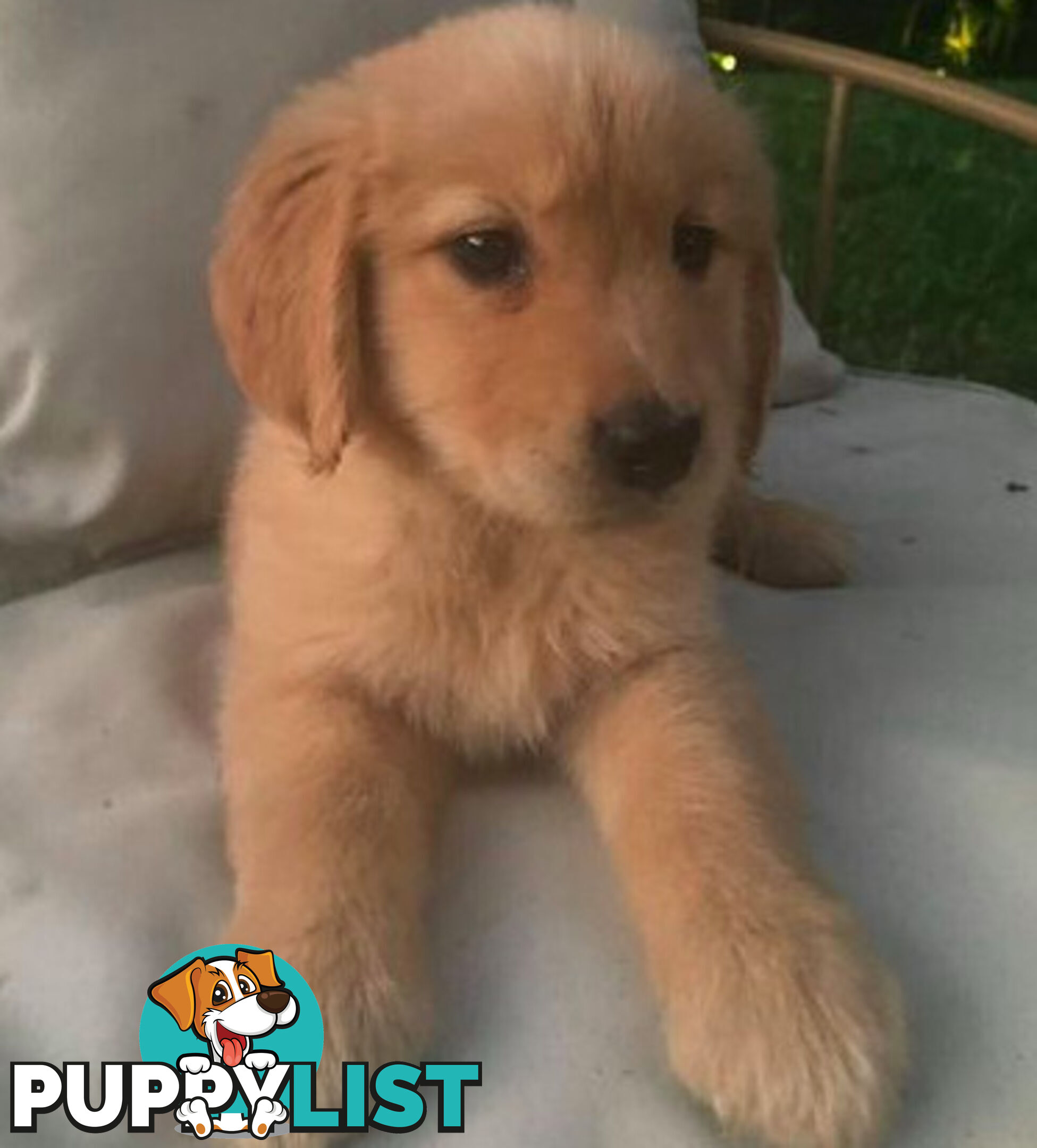 Golden Retriever