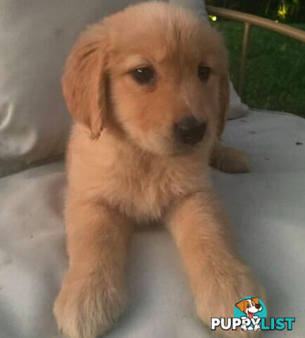 Golden Retriever