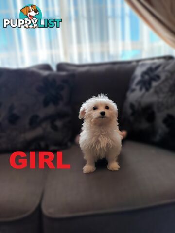Cavoodle X Puppies