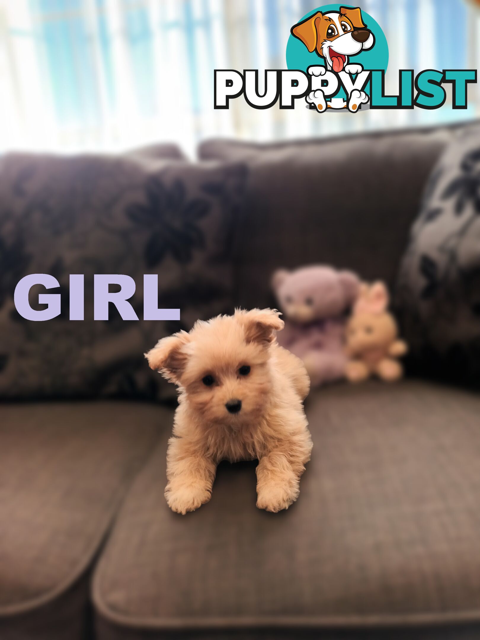 Cavoodle X Puppies