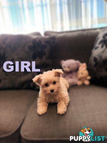 Cavoodle X Puppies