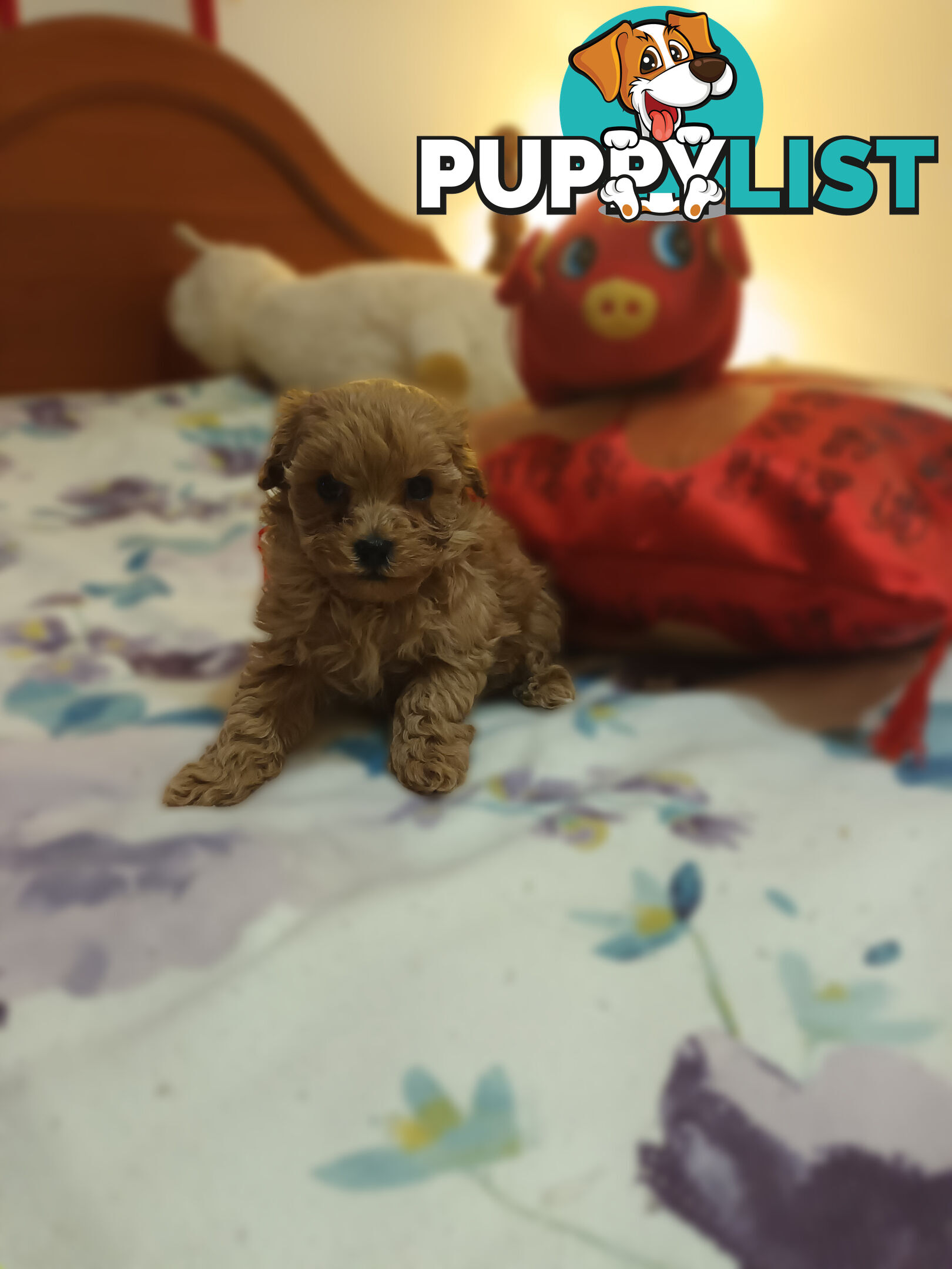 Toy Poodle x Cavoodle puppies