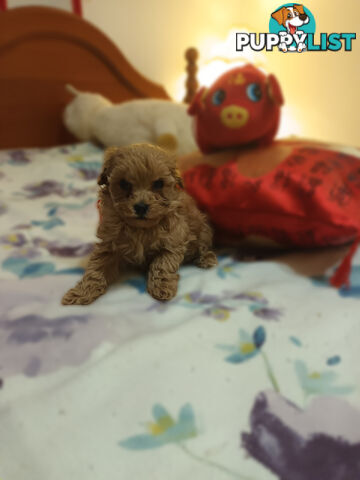 Toy Poodle x Cavoodle puppies