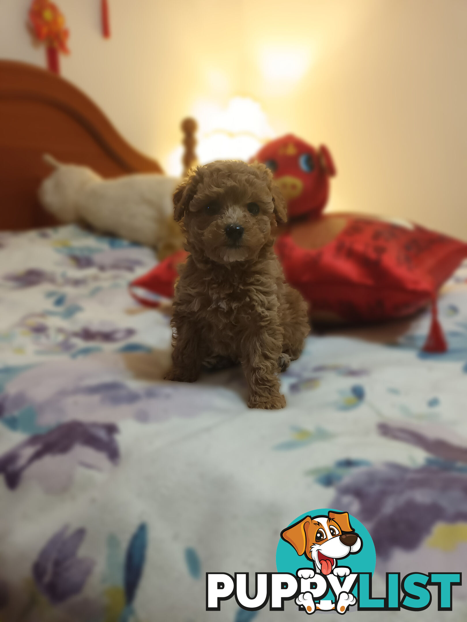 Toy Poodle x Cavoodle puppies