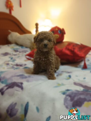 Toy Poodle x Cavoodle puppies