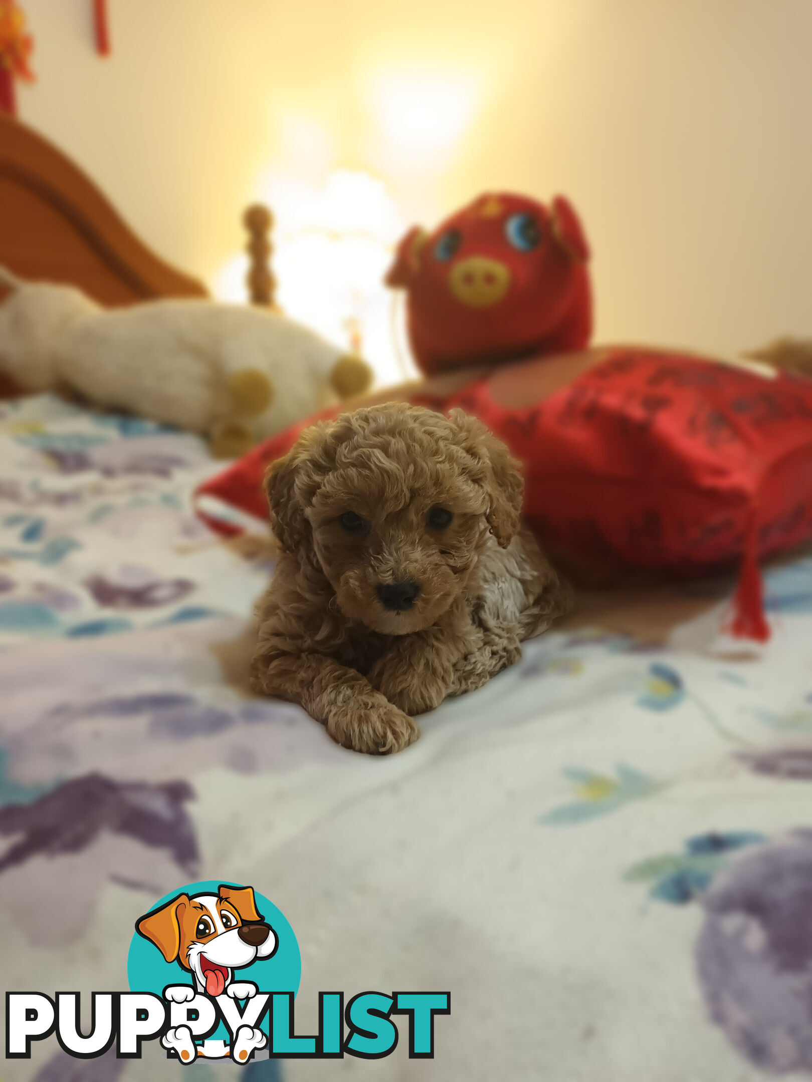 Toy Poodle x Cavoodle puppies