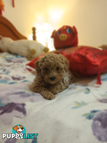 Toy Poodle x Cavoodle puppies