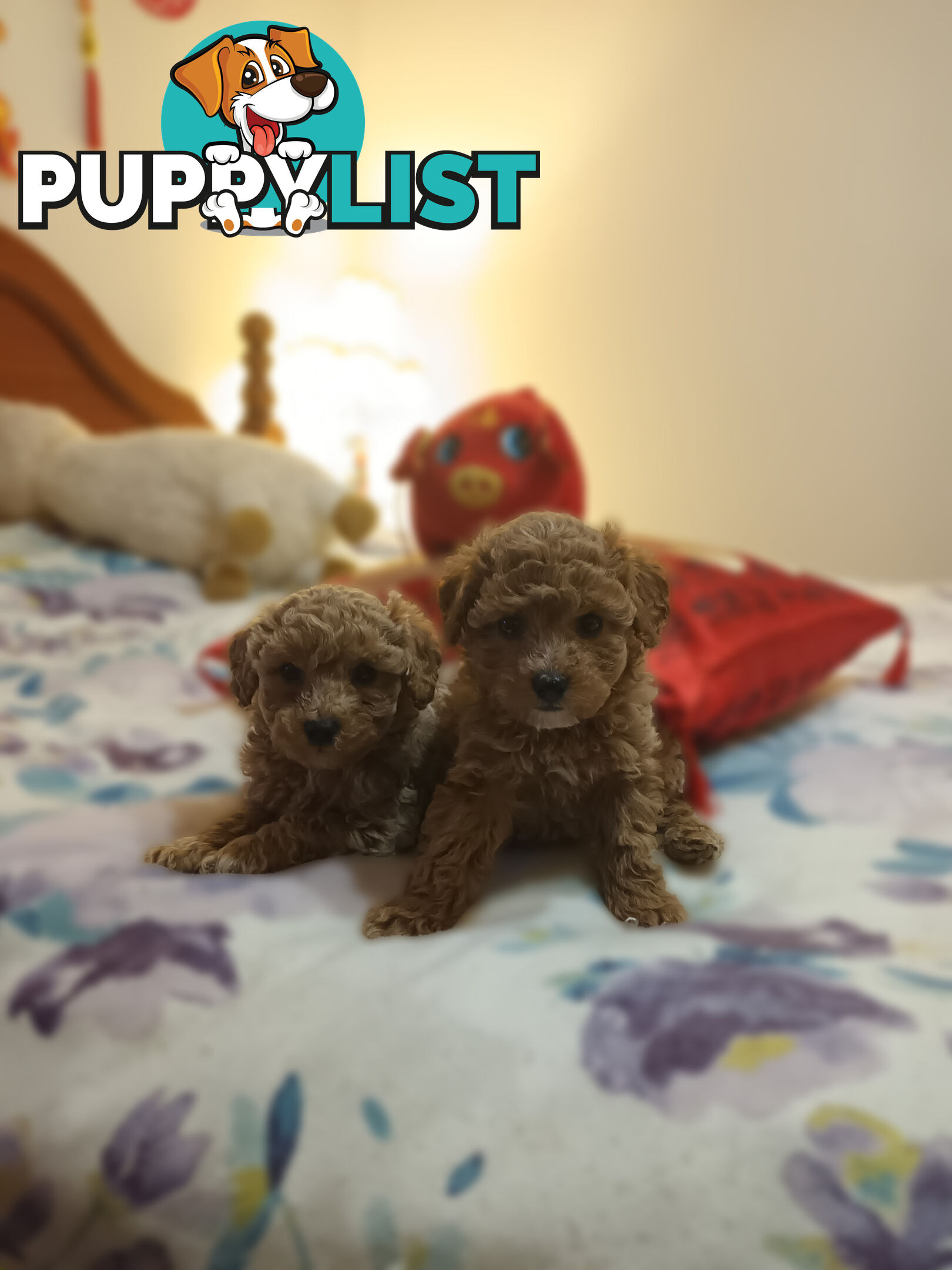 Toy Poodle x Cavoodle puppies