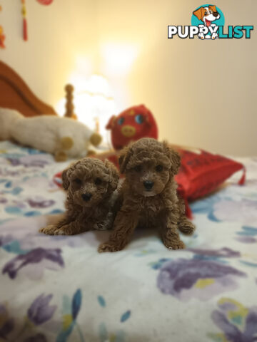 Toy Poodle x Cavoodle puppies