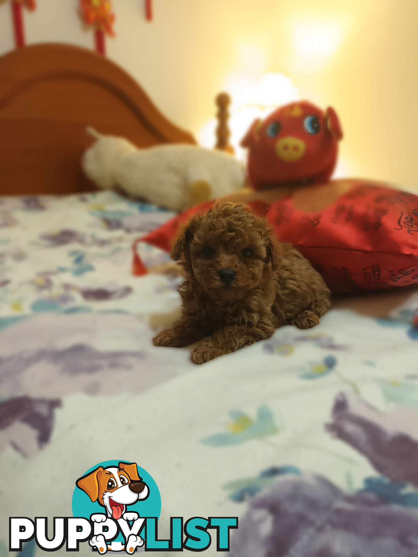 Toy Poodle x Cavoodle puppies