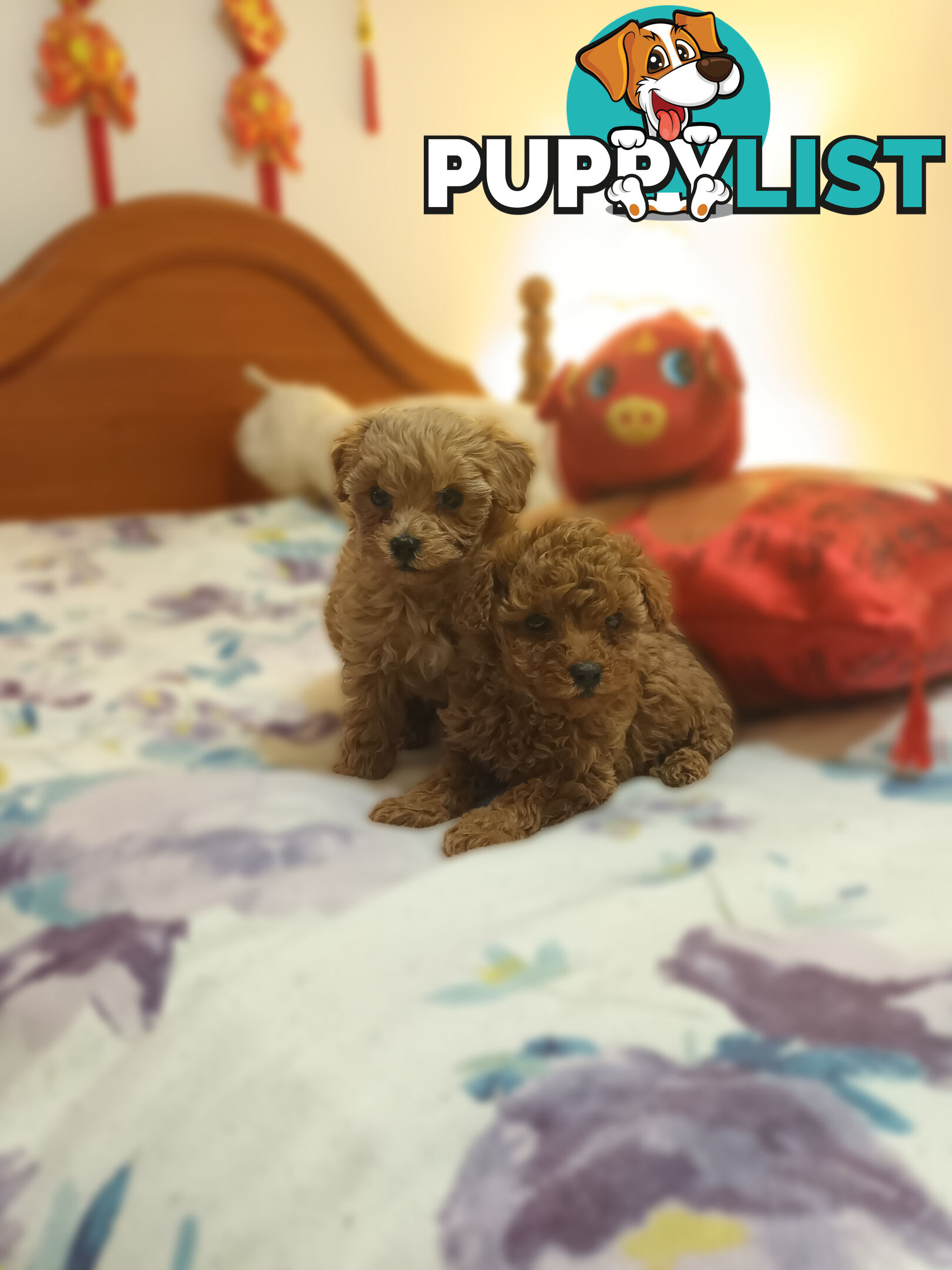 Toy Poodle x Cavoodle puppies