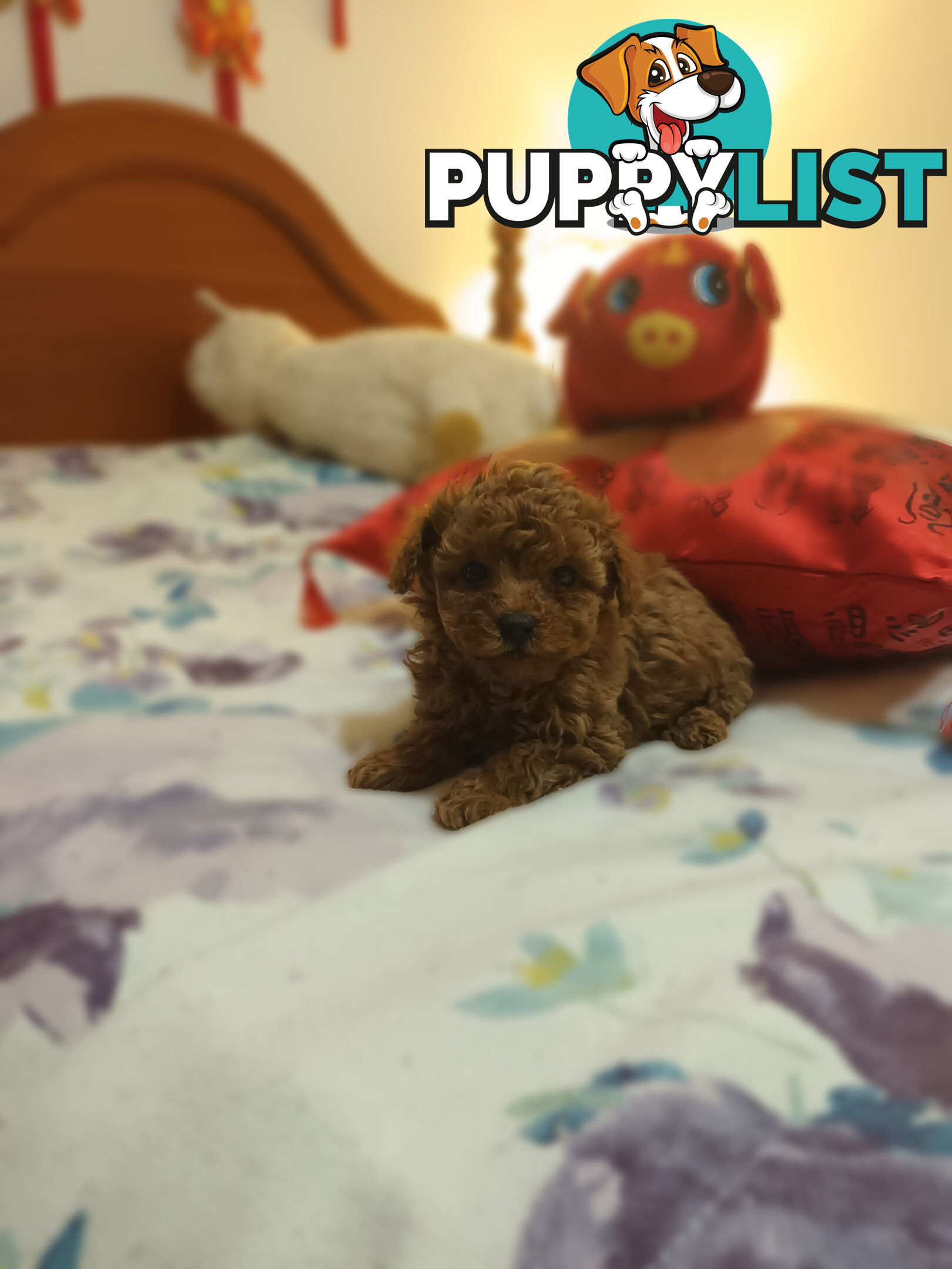 Toy Poodle x Cavoodle puppies