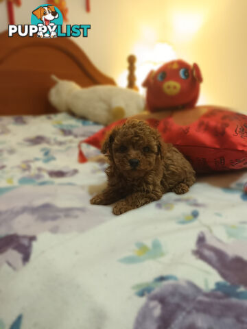 Toy Poodle x Cavoodle puppies