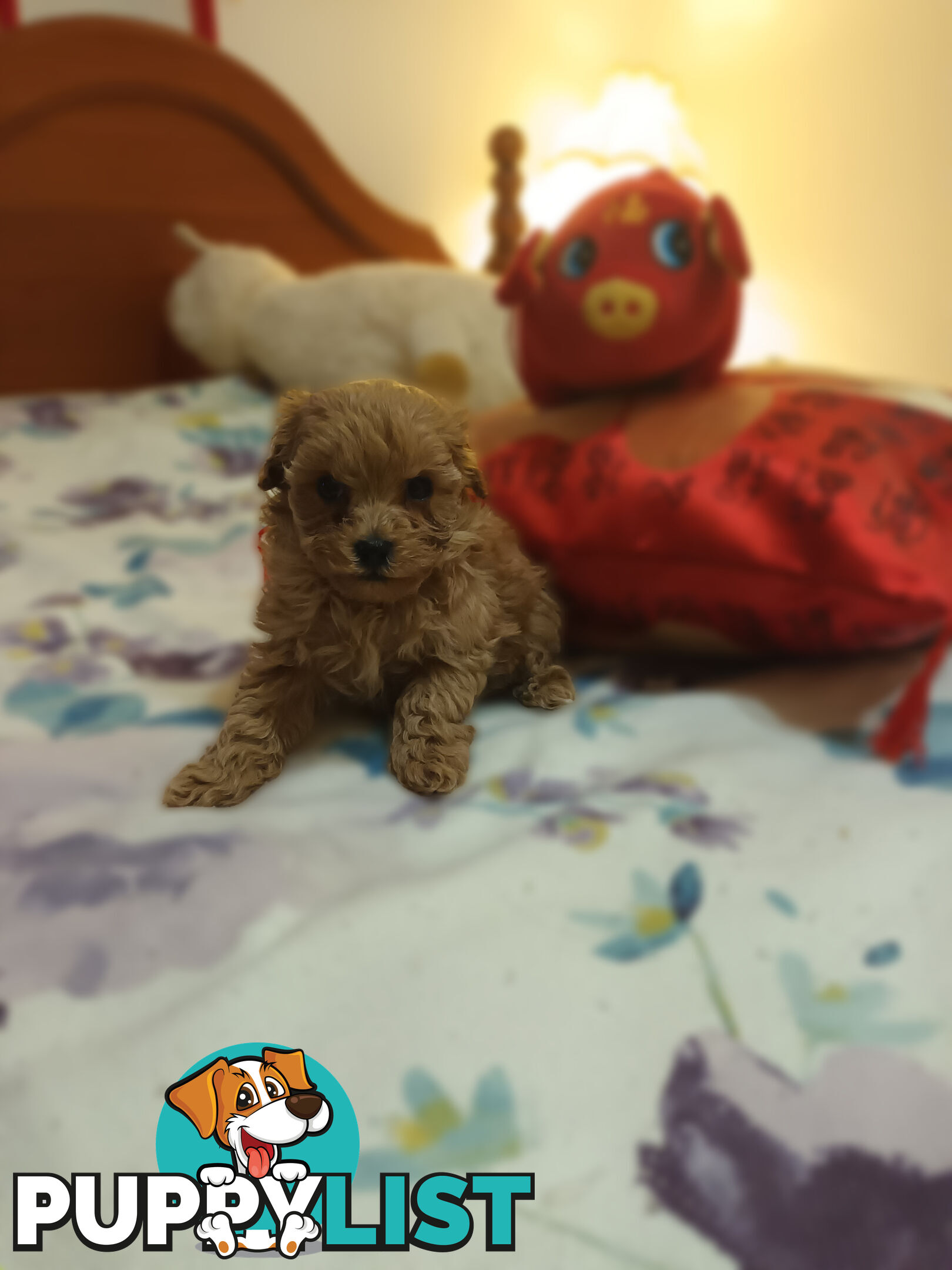 Toy Poodle x Cavoodle puppies