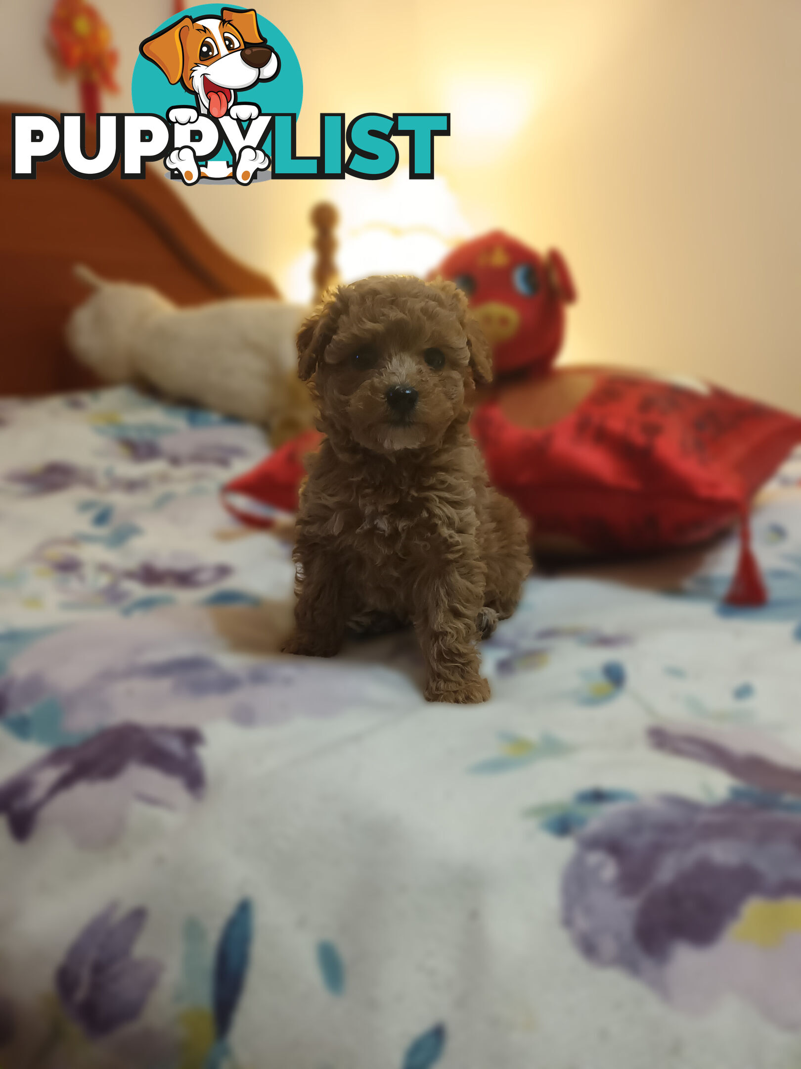 Toy Poodle x Cavoodle puppies