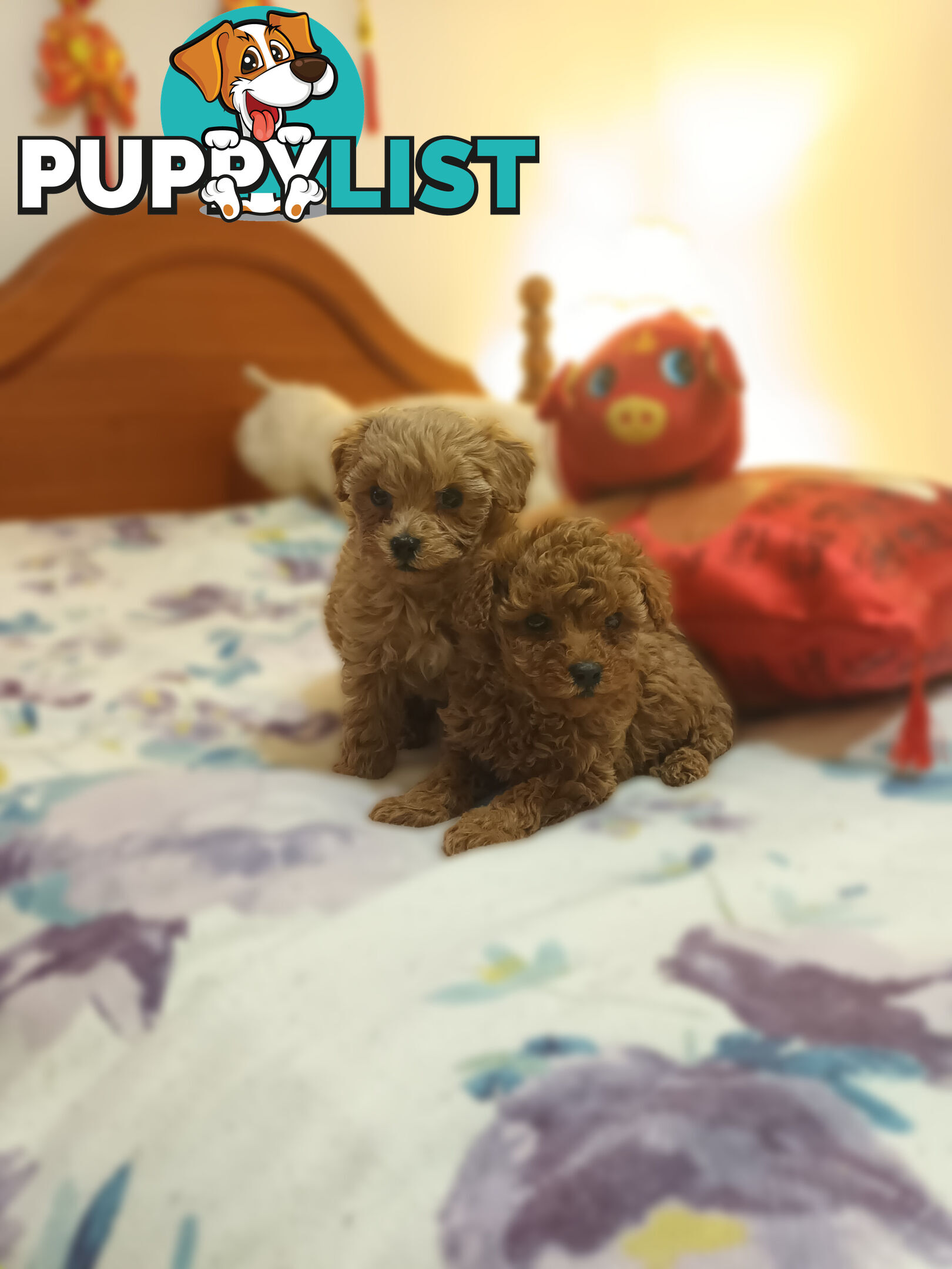 Toy Poodle x Cavoodle puppies