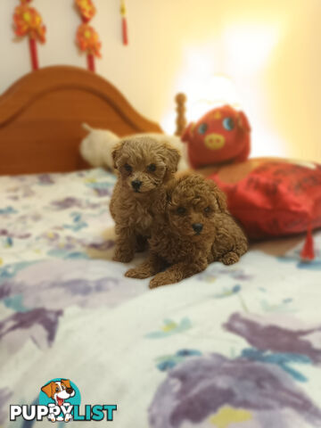 Toy Poodle x Cavoodle puppies