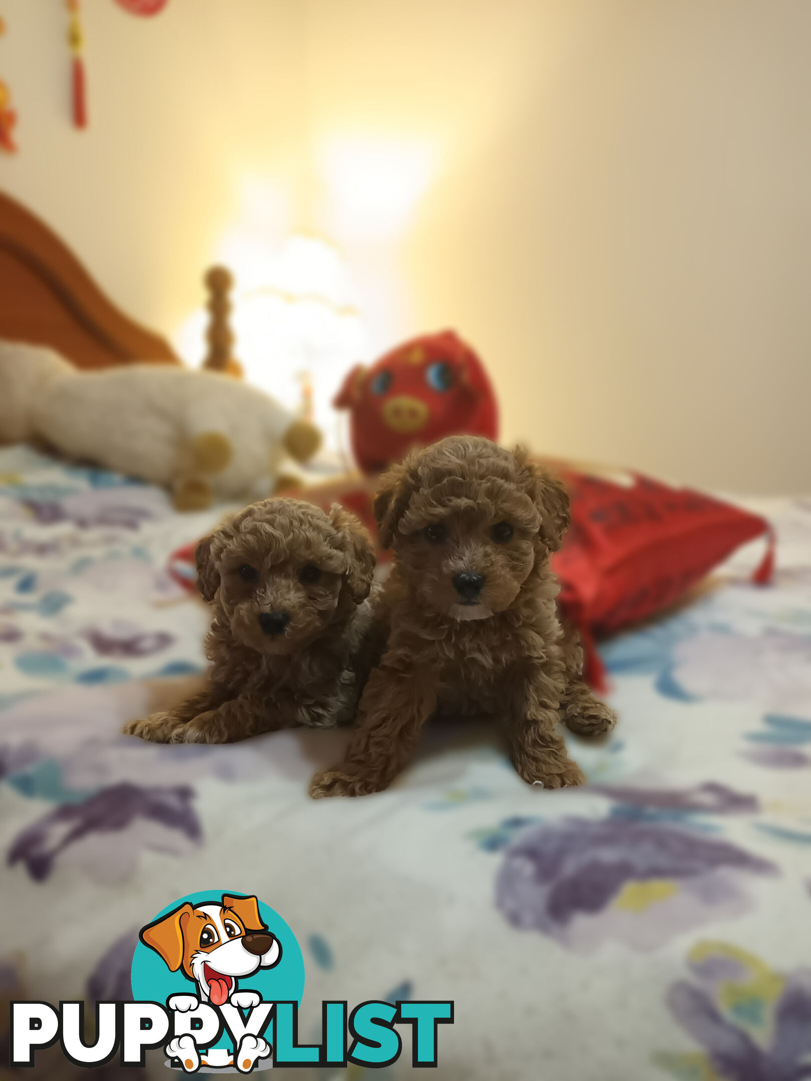 Toy Poodle x Cavoodle puppies
