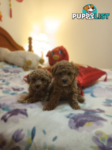 Toy Poodle x Cavoodle puppies