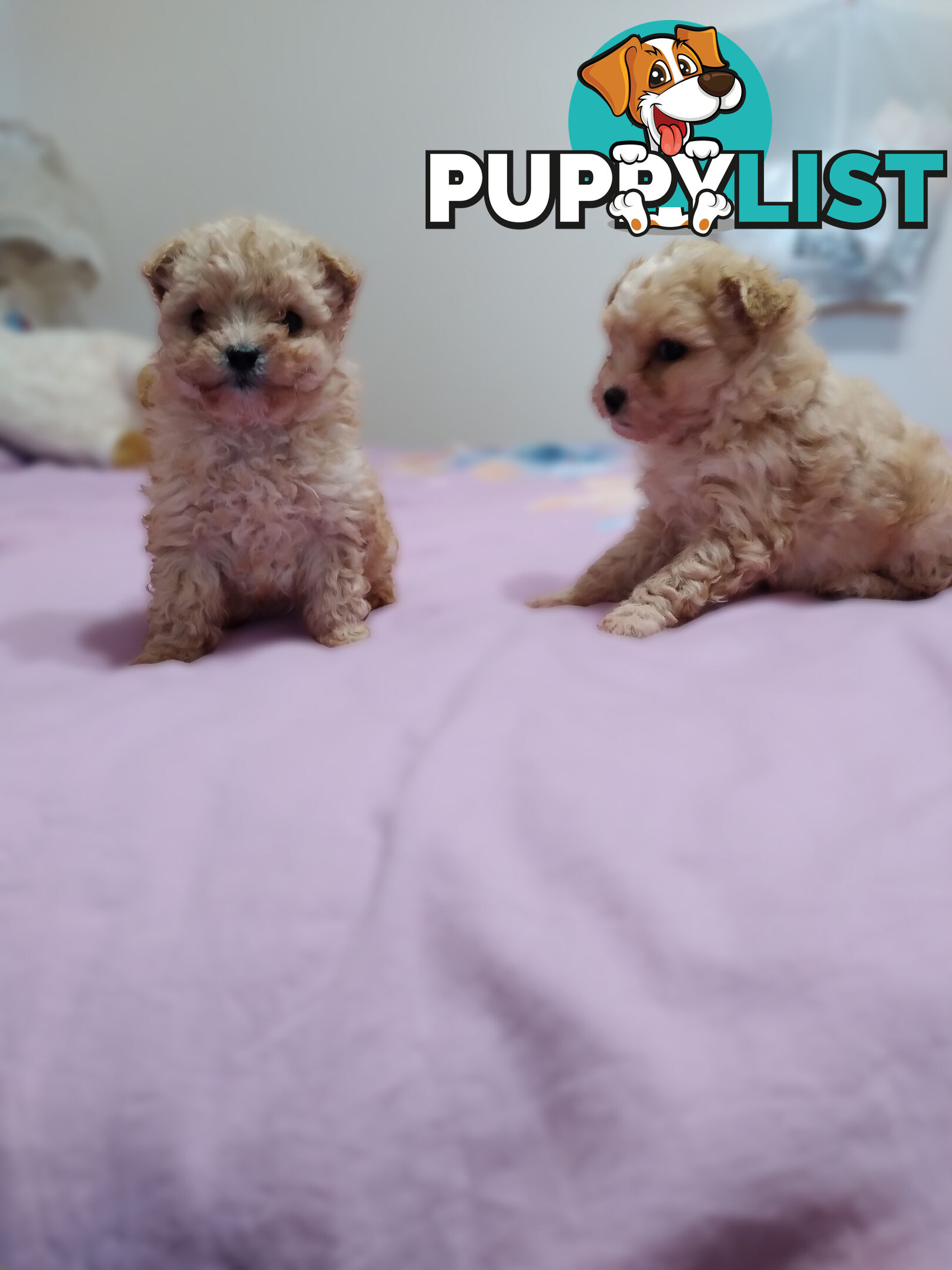 cavoodle x puppies