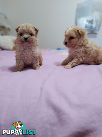 cavoodle x puppies