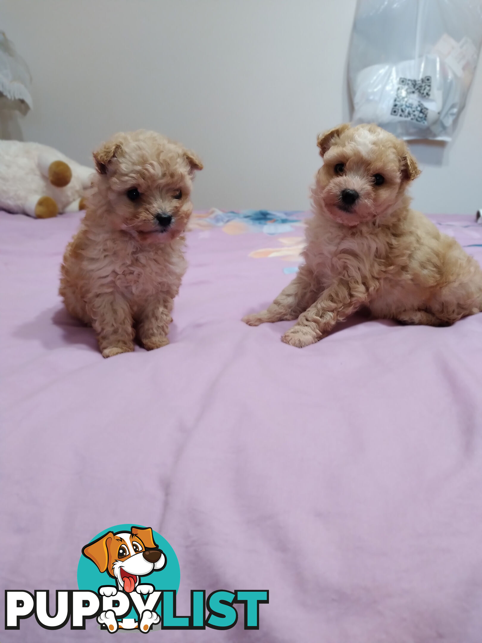 cavoodle x puppies