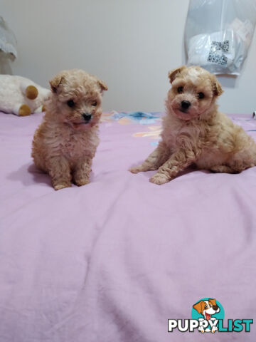 cavoodle x puppies