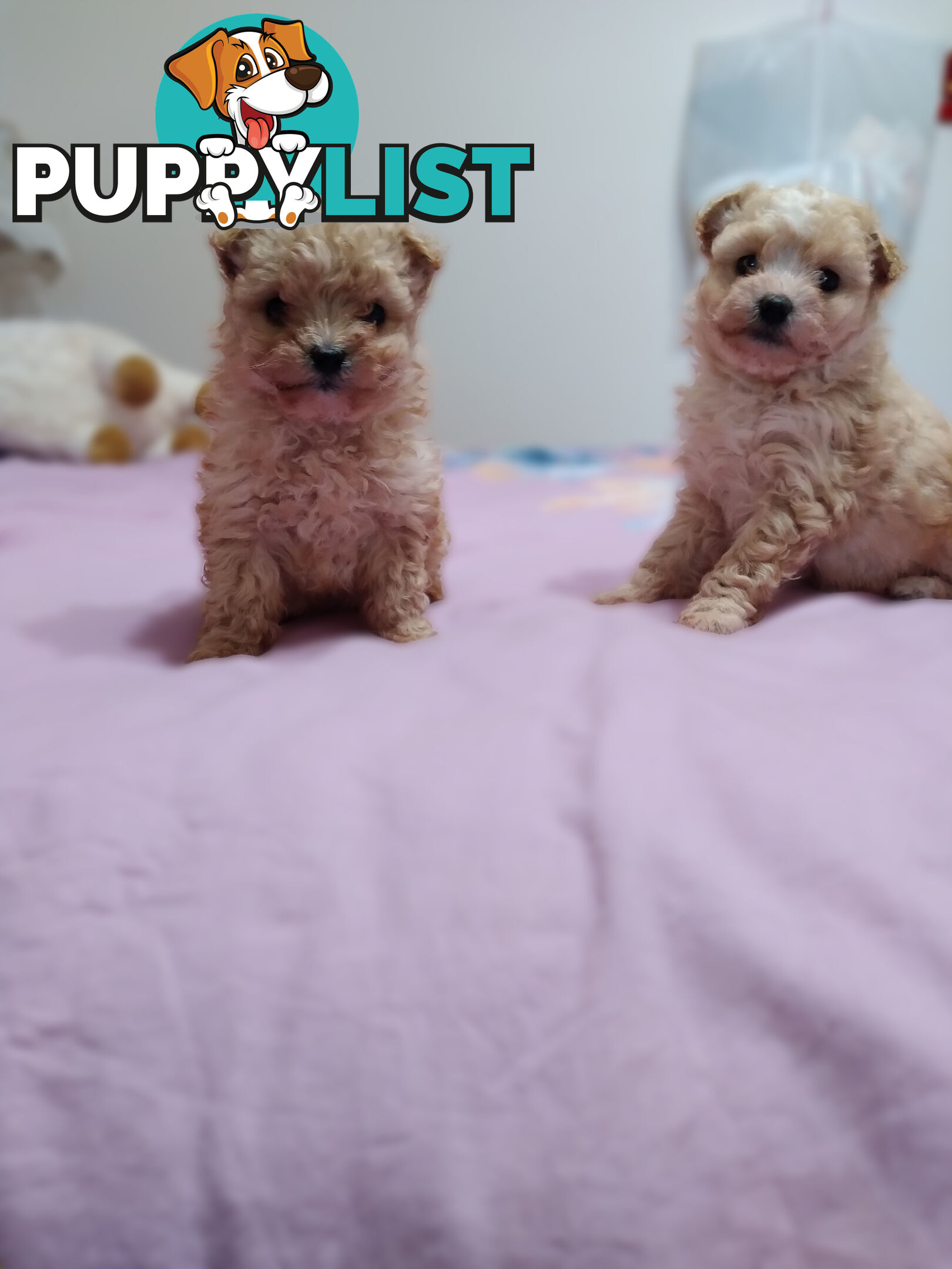 cavoodle x puppies