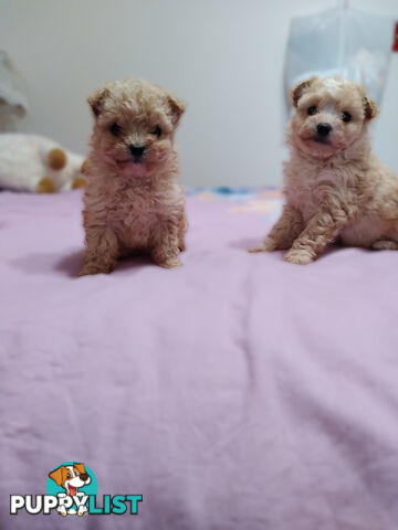 cavoodle x puppies