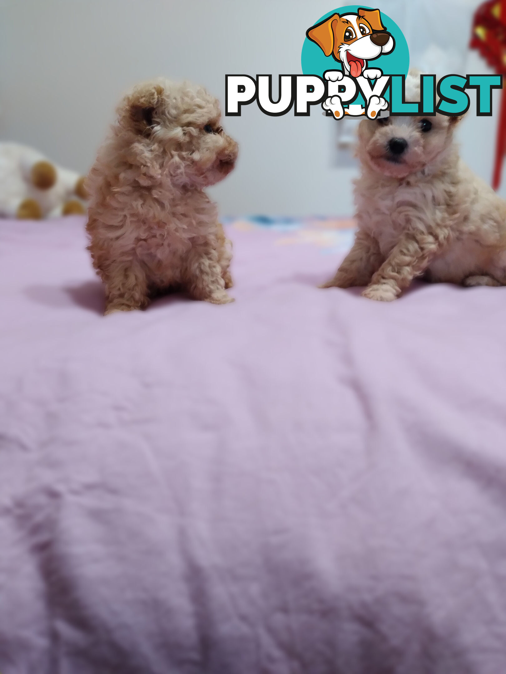 cavoodle x puppies