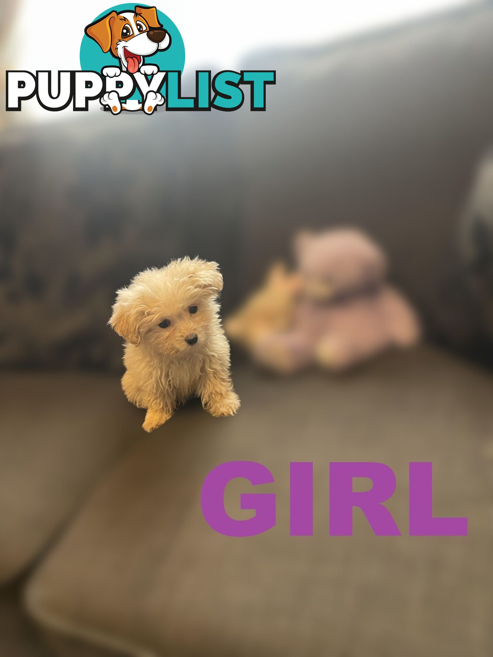 Cavoodle X Puppies