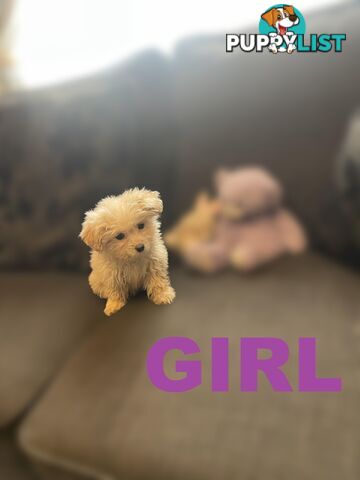 Cavoodle X Puppies