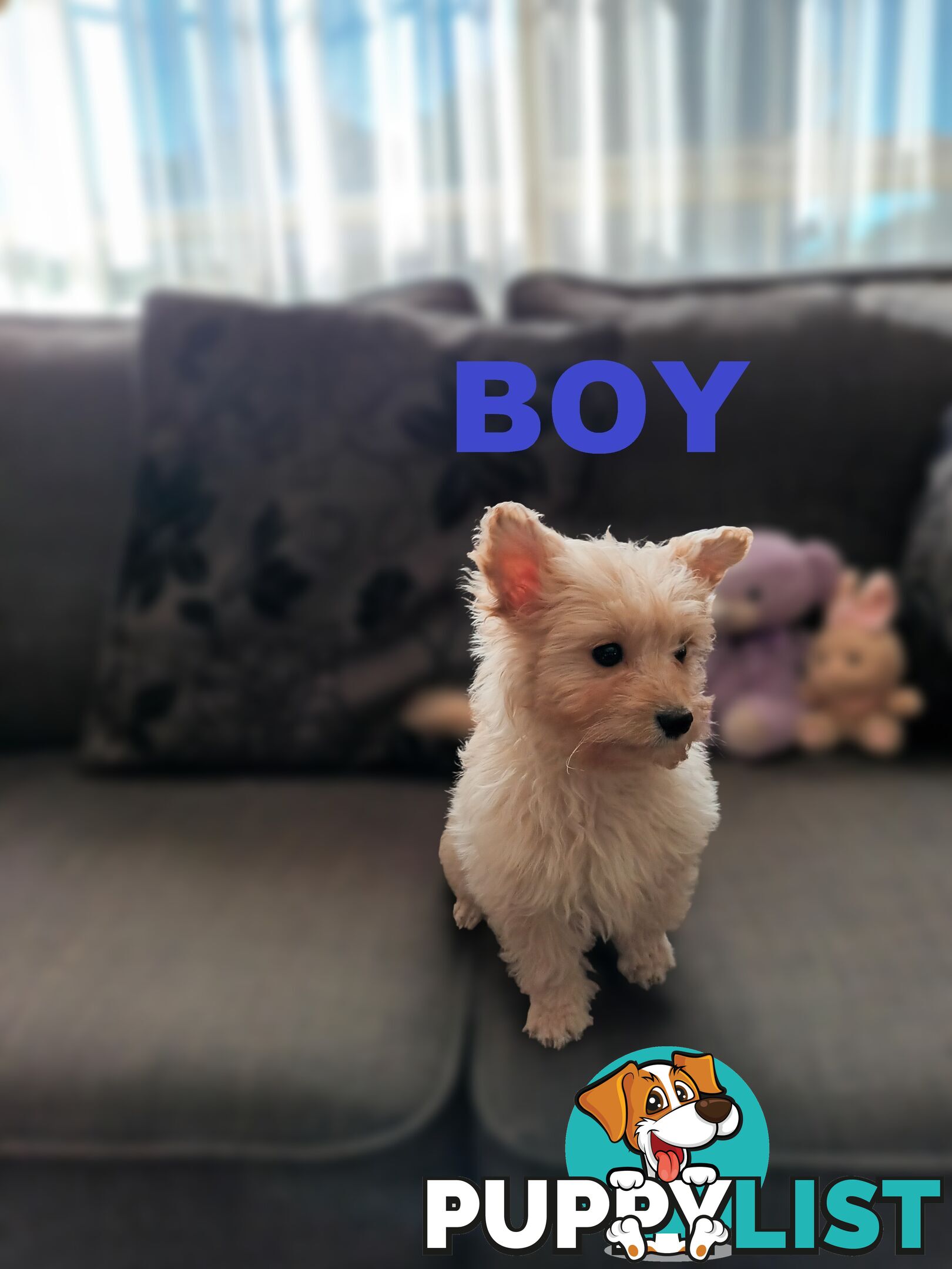 Cavoodle X Puppies