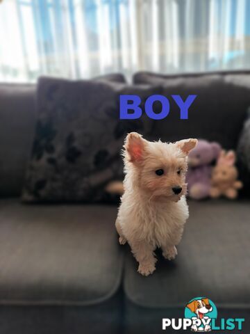 Cavoodle X Puppies