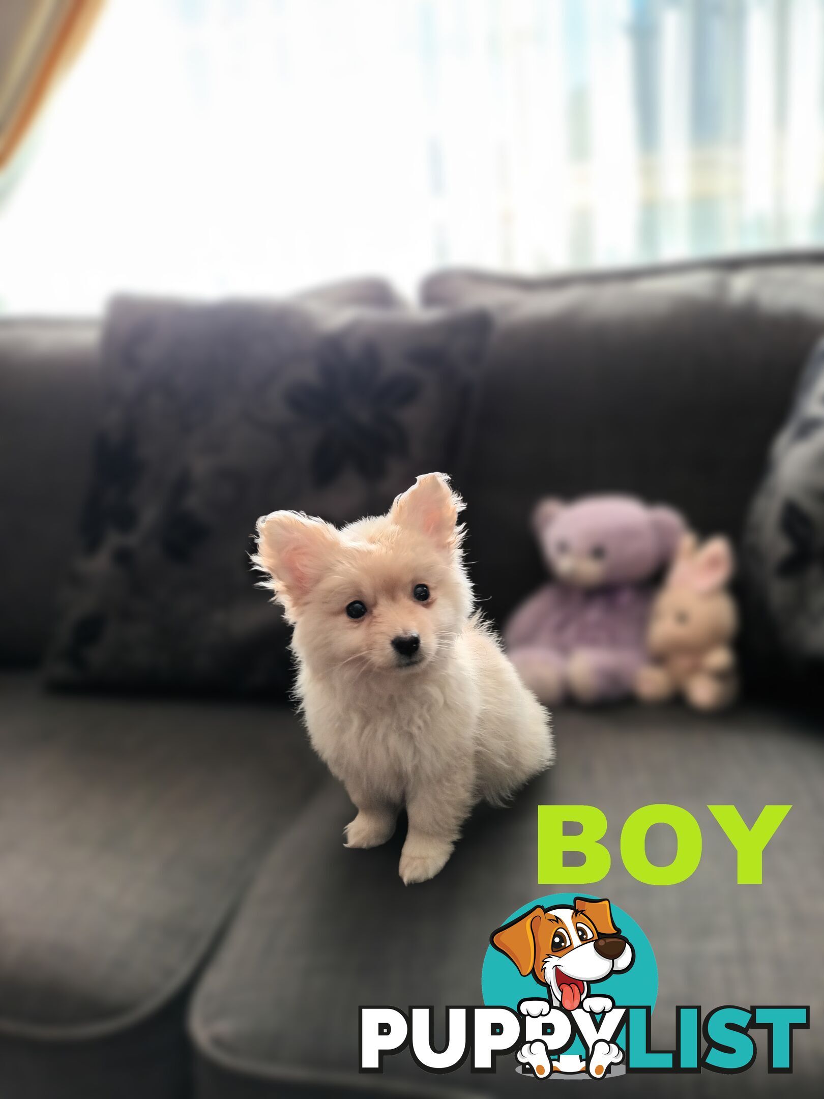 Cavoodle X Puppies