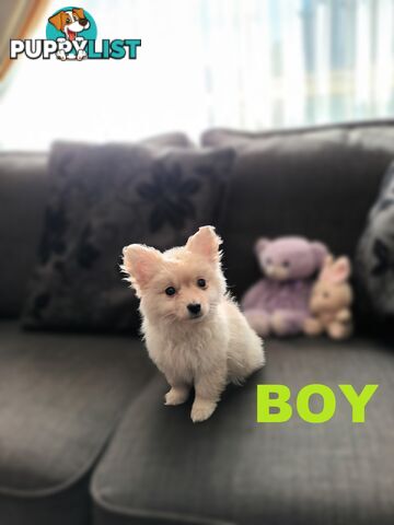Cavoodle X Puppies