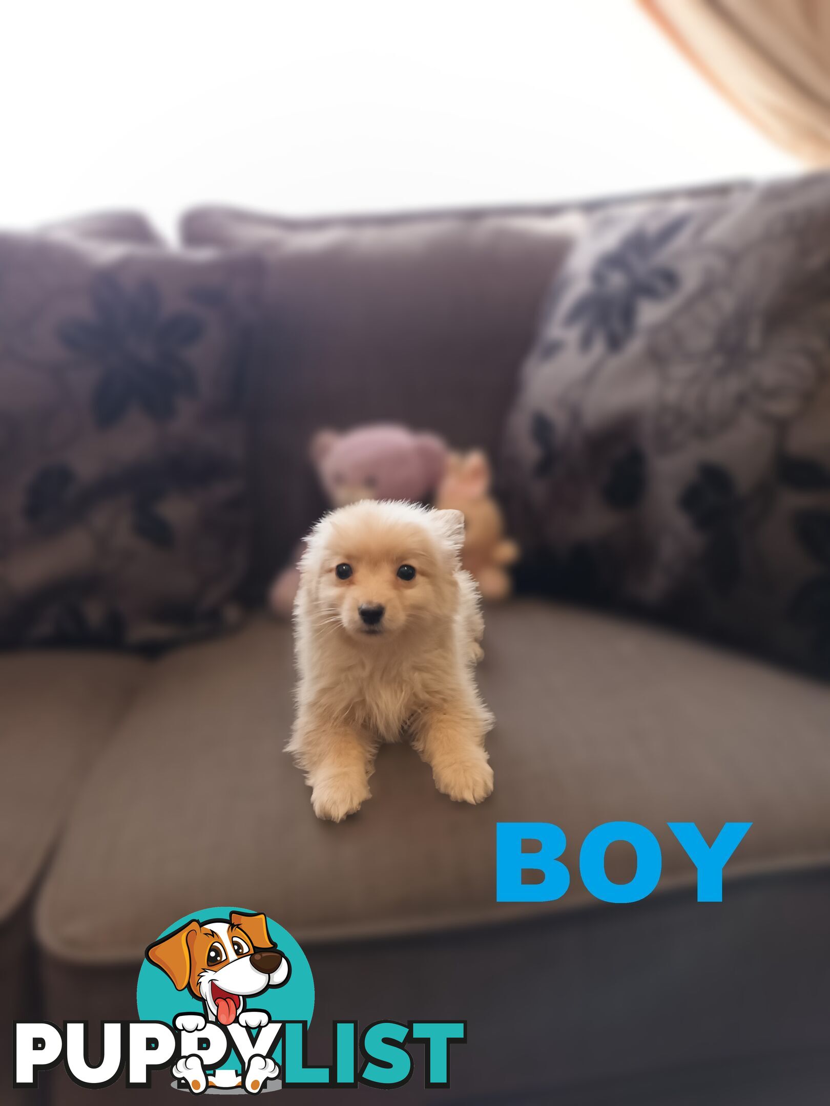 Cavoodle X Puppies