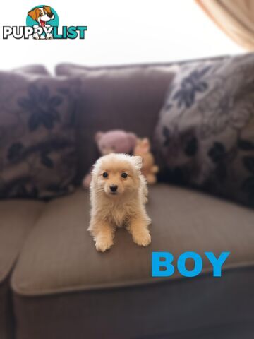 Cavoodle X Puppies