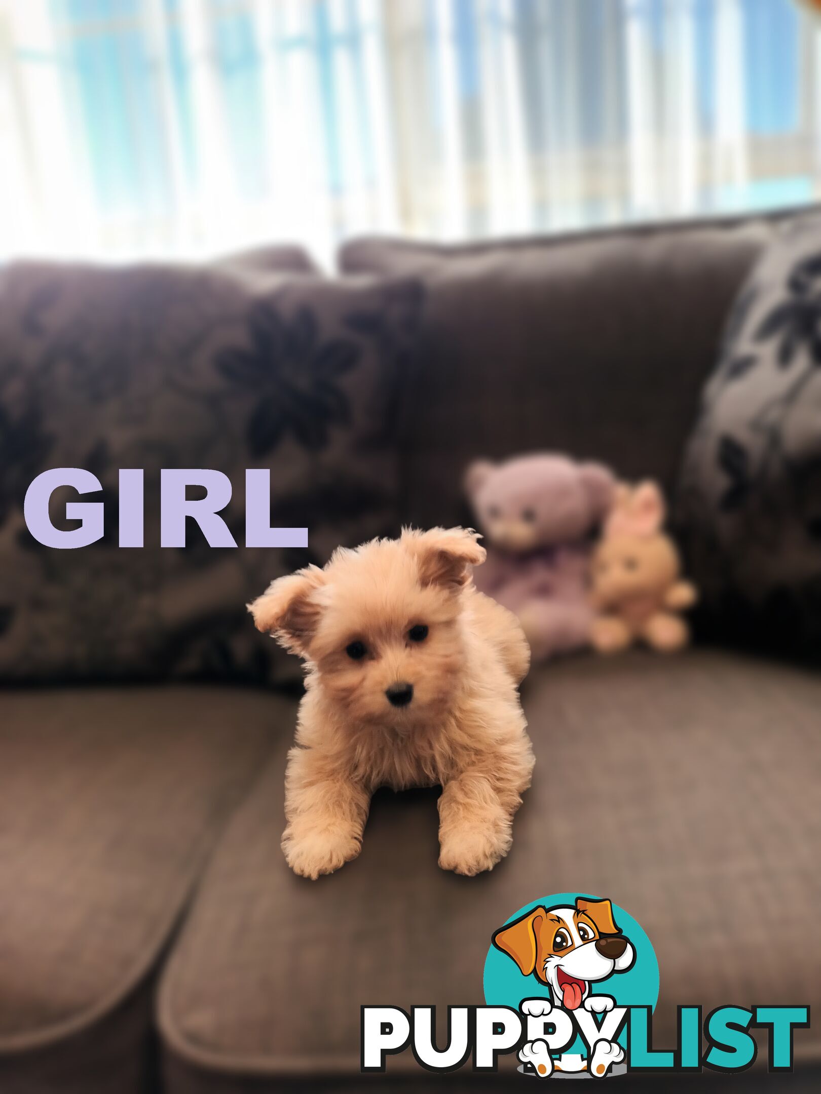 Cavoodle X Puppies