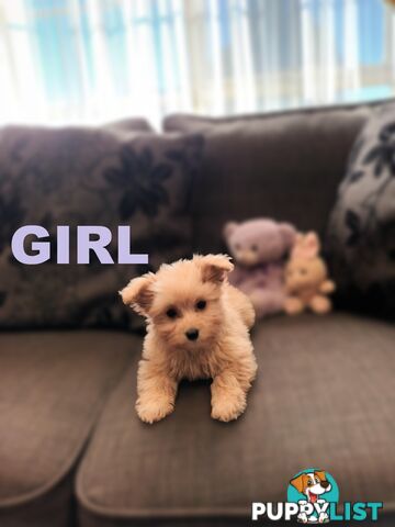 Cavoodle X Puppies