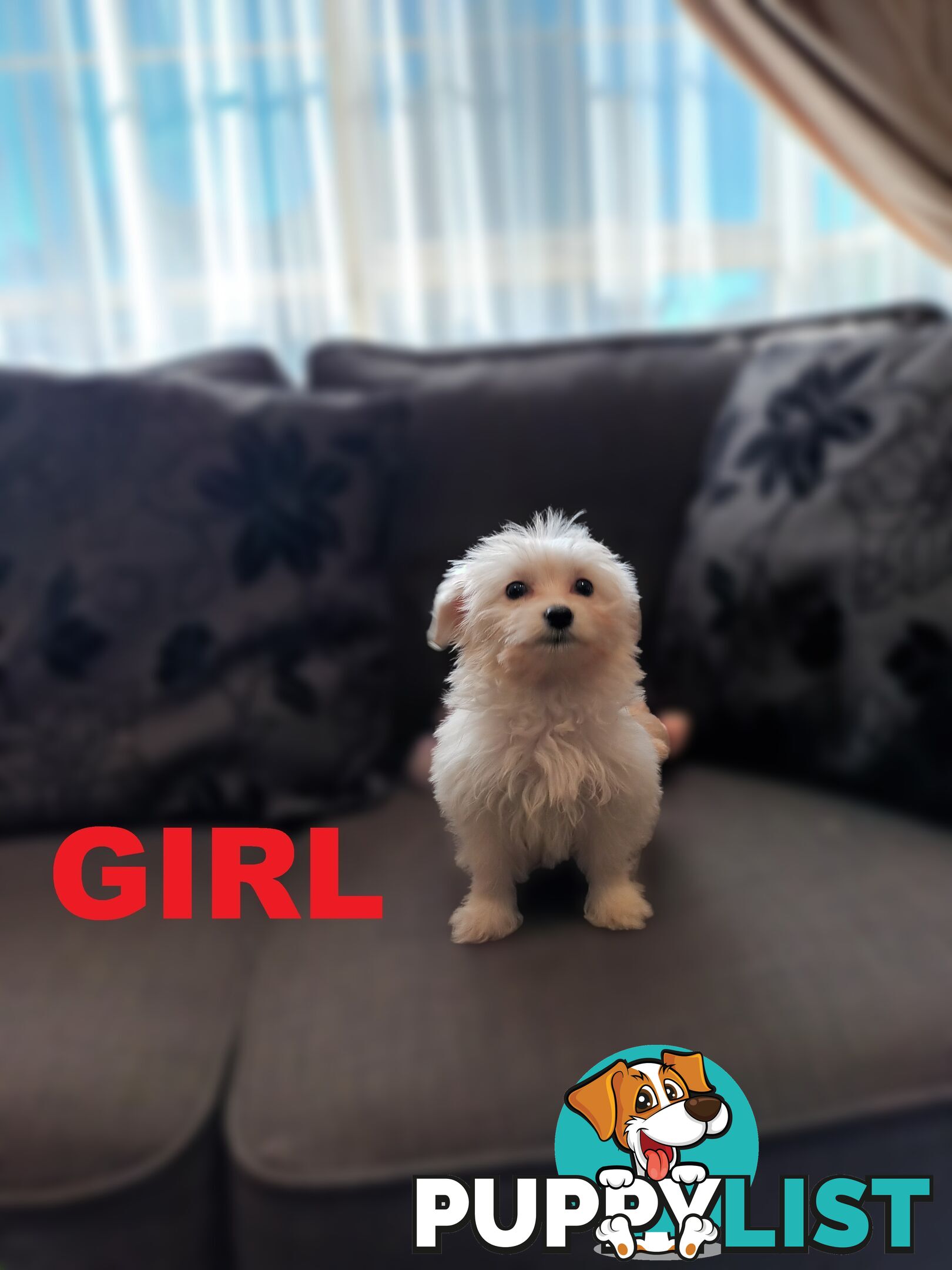 Cavoodle X Puppies