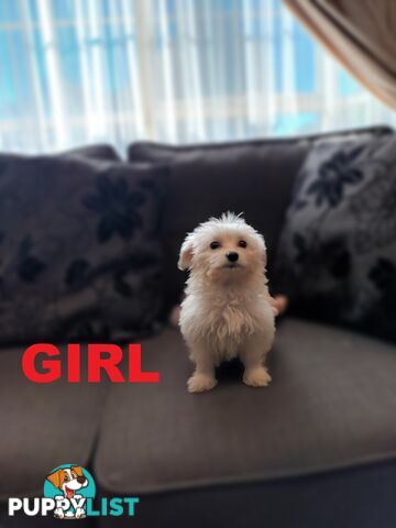 Cavoodle X Puppies