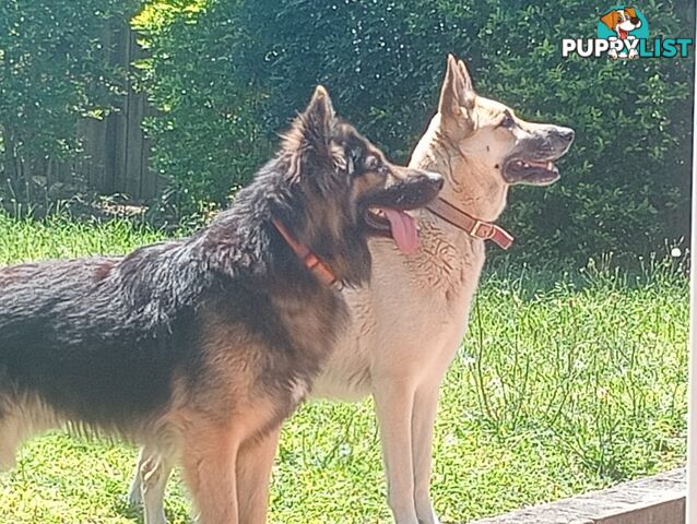 German shepherds puppies