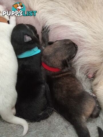 German shepherds puppies