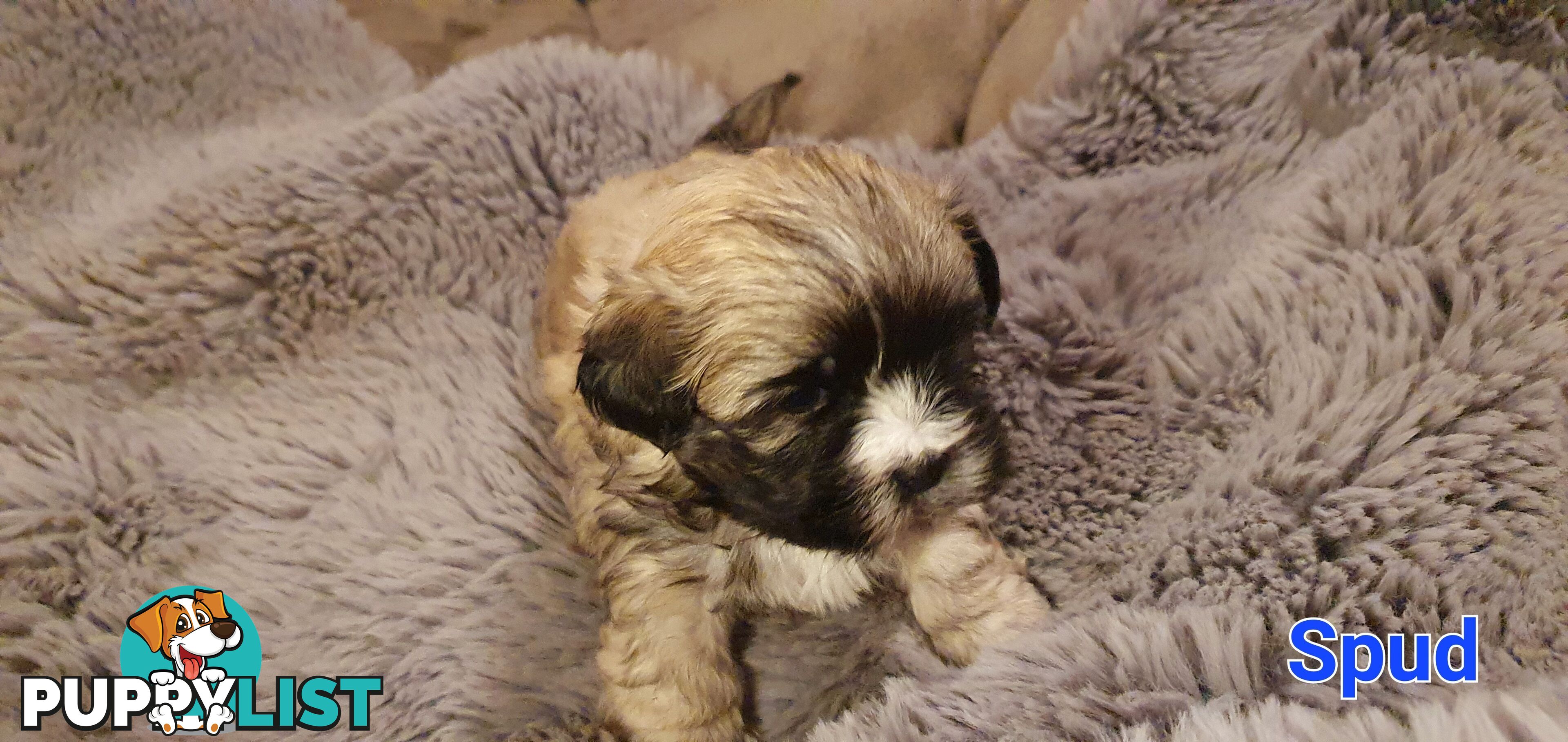 Maltese x Shih Tzu (Shitzu, Shi Tzu, Shihtzu) Puppy / Puppies