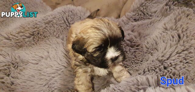 Maltese x Shih Tzu (Shitzu, Shi Tzu, Shihtzu) Puppy / Puppies