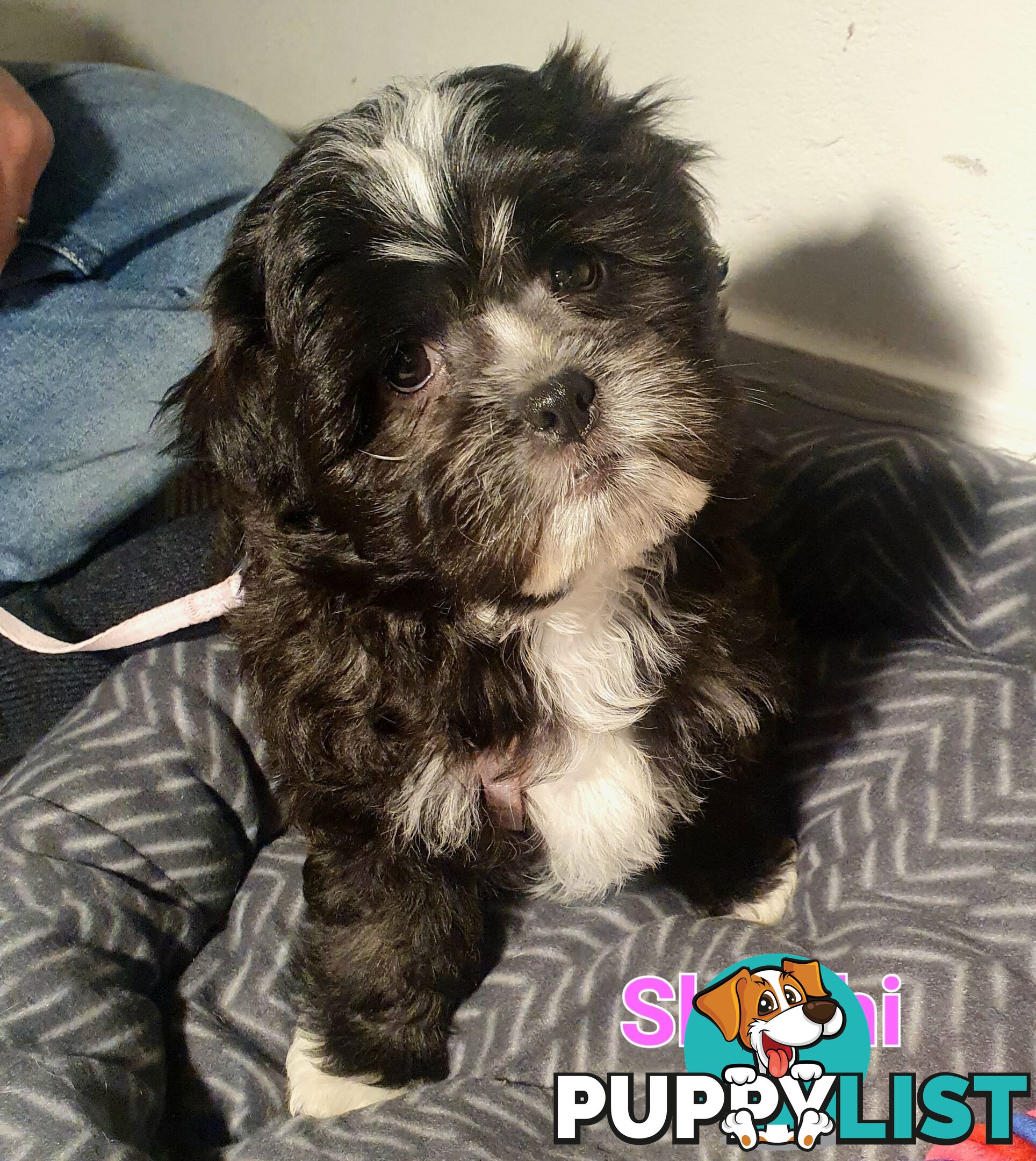 Maltese x Shih Tzu ( Shitzu Shi Tzu Shihtzu Puppy / Puppies