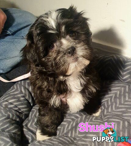 Maltese x Shih Tzu ( Shitzu Shi Tzu Shihtzu Puppy / Puppies