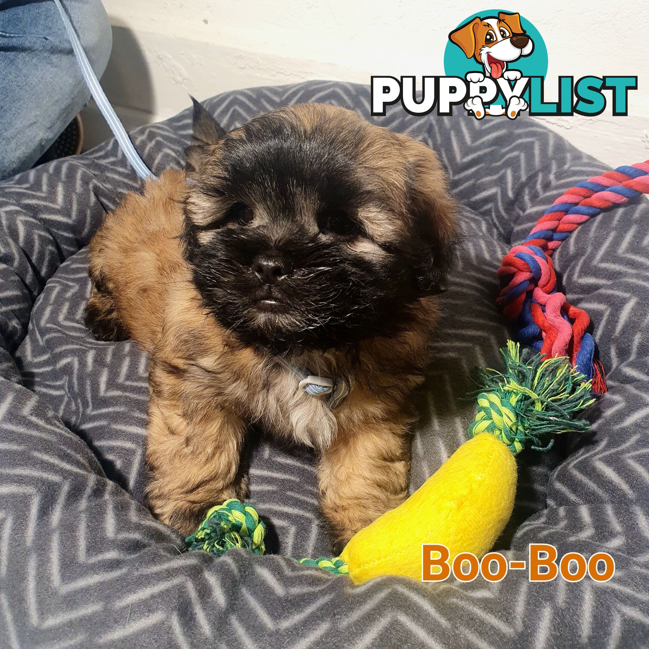 Maltese x Shih Tzu ( Shitzu Shi Tzu Shihtzu Puppy / Puppies
